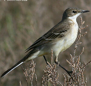 Black-headed Wagtail