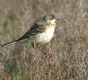 Black-headed Wagtail