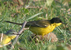 Black-headed Wagtail