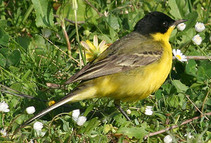 Black-headed Wagtail