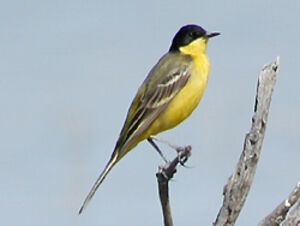 Black-headed Wagtail
