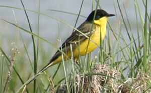Black-headed Wagtail
