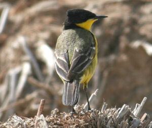 Black-headed Wagtail