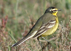 Black-headed Wagtail