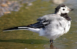 White Wagtail