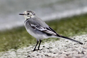White Wagtail