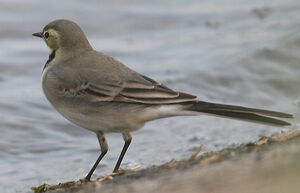 White Wagtail