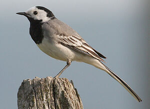 White Wagtail