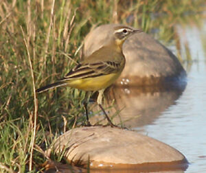 Western Yellow Wagtail