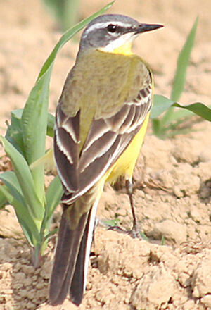 Western Yellow Wagtail