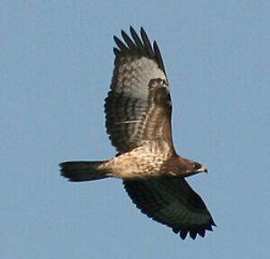 European Honey Buzzard 
&copy; Vincent Palomares