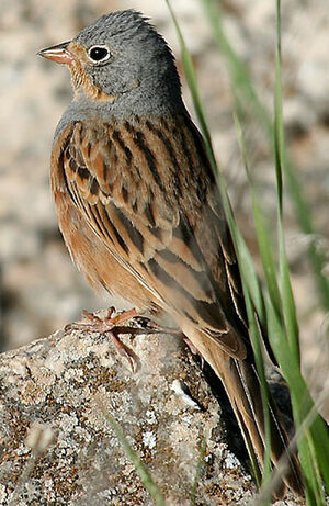 Cretzschmar's Bunting