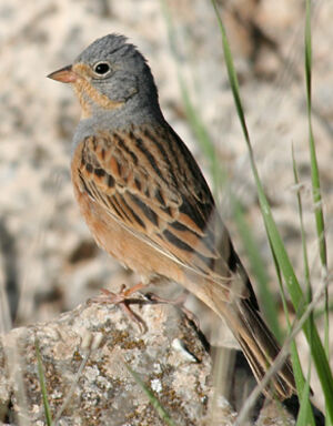 Cretzschmar's Bunting