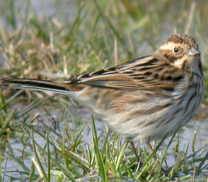 Common Reed Bunting 
&copy; Vincent Palomares