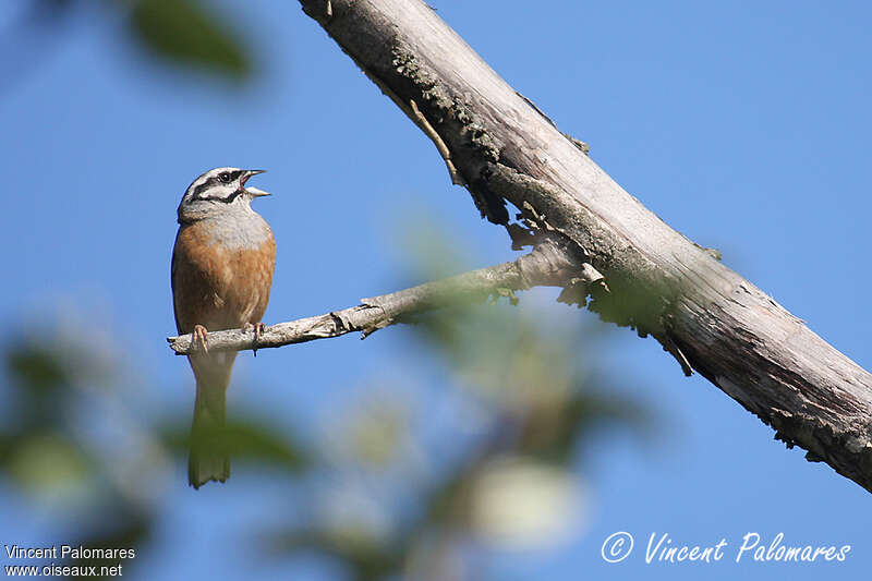 Rock Bunting male adult, song