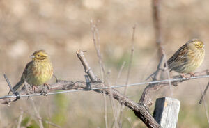 Cirl Bunting