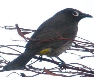 Bulbul du Cap