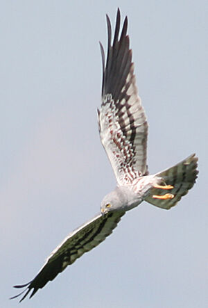 Montagu's Harrier