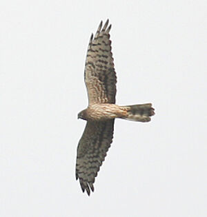 Montagu's Harrier