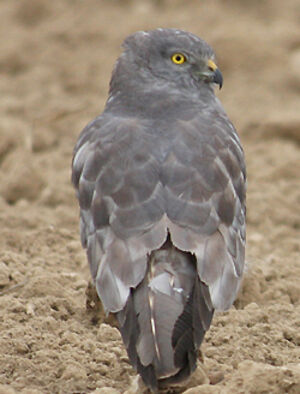 Montagu's Harrier