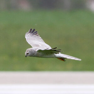Pallid Harrier