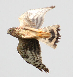 Hen Harrier 
&copy; Vincent Palomares