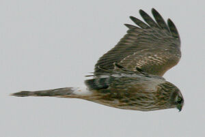 Hen Harrier 
&copy; Vincent Palomares