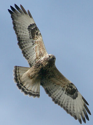 Rough-legged Buzzard 
&copy; Vincent Palomares