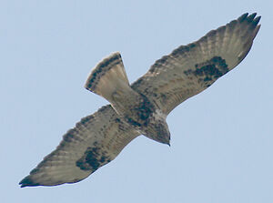 Rough-legged Buzzard 
&copy; Vincent Palomares