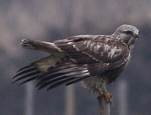 Rough-legged Buzzard 
&copy; Vincent Palomares