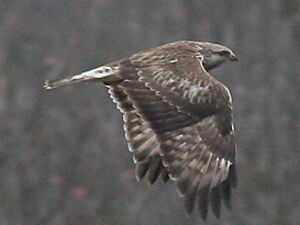 Rough-legged Buzzard 
&copy; Vincent Palomares