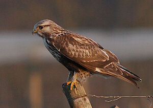 Rough-legged Buzzard 
&copy; Vincent Palomares