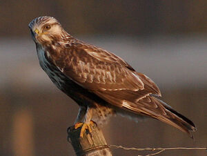 Rough-legged Buzzard 
&copy; Vincent Palomares