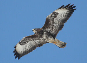 Common Buzzard 
&copy; Vincent Palomares