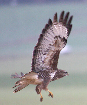 Common Buzzard 
&copy; Vincent Palomares
