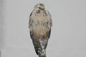Common Buzzard 
&copy; Vincent Palomares