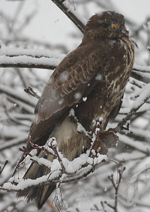 Common Buzzard 
&copy; Vincent Palomares