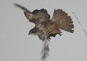 Common Buzzard 
&copy; Vincent Palomares