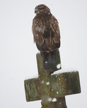 Common Buzzard 
&copy; Vincent Palomares
