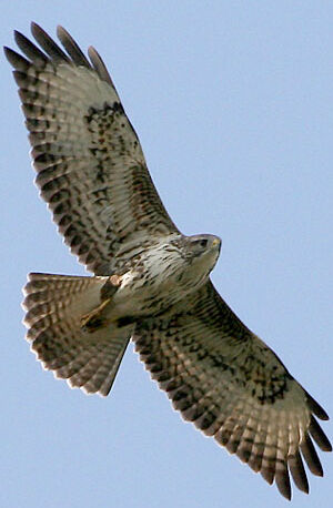 Common Buzzard