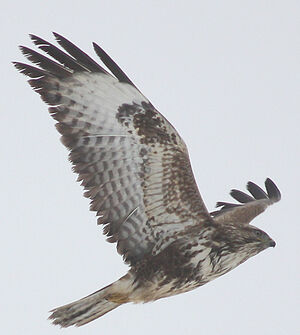 Common Buzzard 
&copy; Vincent Palomares