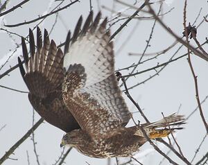Common Buzzard 
&copy; Vincent Palomares