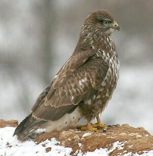 Common Buzzard 
&copy; Vincent Palomares