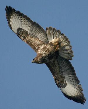 Common Buzzard 
&copy; Vincent Palomares