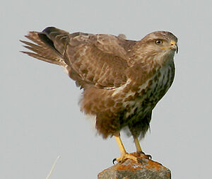 Common Buzzard 
&copy; Vincent Palomares