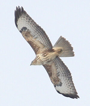 Common Buzzard 
&copy; Vincent Palomares
