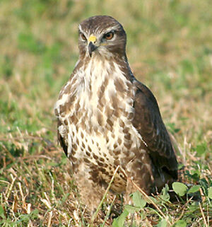 Common Buzzard 
&copy; Vincent Palomares