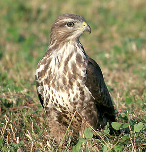 Common Buzzard 
&copy; Vincent Palomares