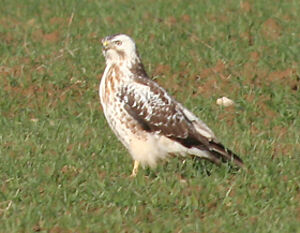 Buse variable