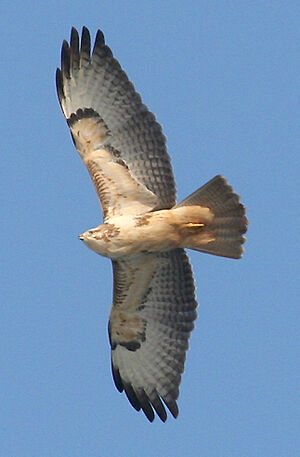 Common Buzzard 
&copy; Vincent Palomares